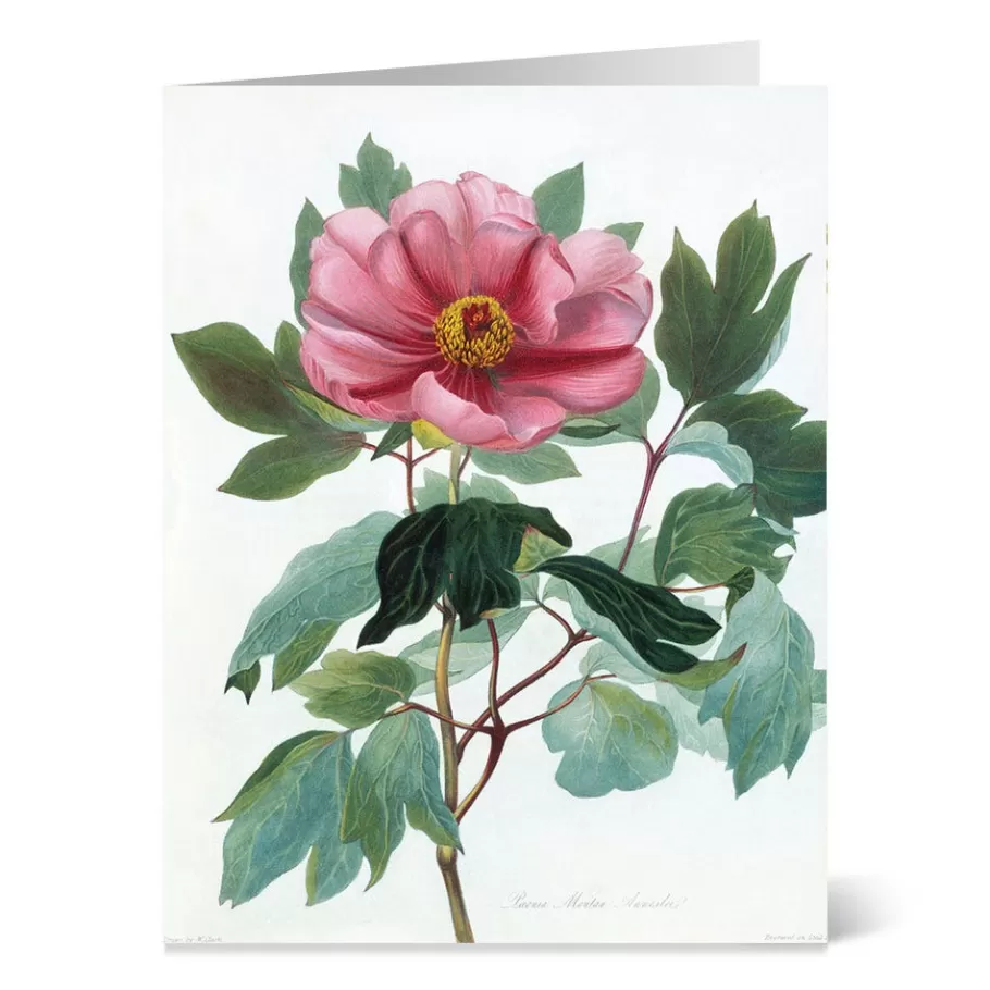 The Met Store Notecards & Correspondence*Botanical Illustrations Notecards